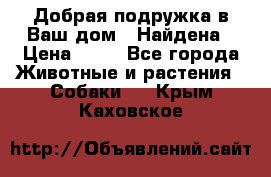 Добрая подружка,в Ваш дом!!!Найдена › Цена ­ 10 - Все города Животные и растения » Собаки   . Крым,Каховское